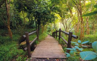 Los-Tilos-de-Moya-gran-canaria-kanári-szigetek-viasale-travel