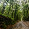 Gomera-dzsip-túra-magyar-nyelven