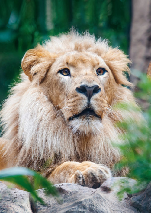 Loro Parque-világ-legjobb-állat-növényparkja-belépő