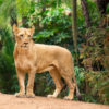 Loro Parque-világ-legjobb-állat-növényparkja-belépő