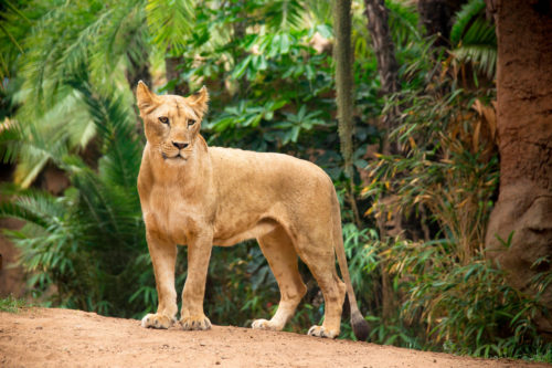 Loro Parque-világ-legjobb-állat-növényparkja-belépő