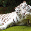 Loro Parque-világ-legjobb-állat-növényparkja-belépő