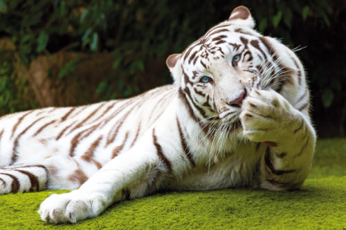 Loro Parque-világ-legjobb-állat-növényparkja-belépő