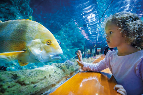 Loro Parque-világ-legjobb-állat-növényparkja-belépő
