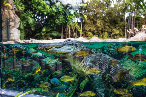 Loro Parque-világ-legjobb-állat-növényparkja-belépő