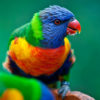 Loro Parque-világ-legjobb-állat-növényparkja-belépő