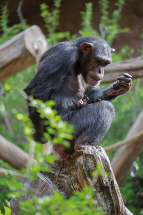 Loro Parque-világ-legjobb-állat-növényparkja-belépő