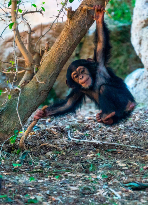 Loro Parque-világ-legjobb-állat-növényparkja-belépő