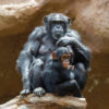 Loro Parque-világ-legjobb-állat-növényparkja-belépő