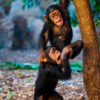Loro Parque-világ-legjobb-állat-növényparkja-belépő