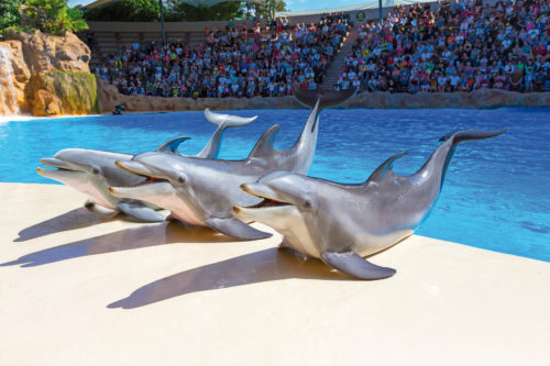 Loro Parque-világ-legjobb-állat-növényparkja-belépő