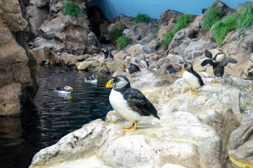 Loro Parque-világ-legjobb-állat-növényparkja-belépő
