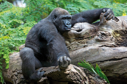 Loro Parque-világ-legjobb-állat-növényparkja-belépő
