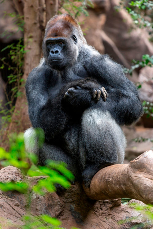 Loro Parque-világ-legjobb-állat-növényparkja-belépő