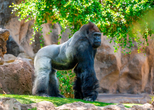 Loro Parque-világ-legjobb-állat-növényparkja-belépő