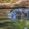 Loro Parque-világ-legjobb-állat-növényparkja-belépő