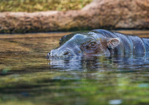 Loro Parque-világ-legjobb-állat-növényparkja-belépő