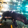 Loro Parque-világ-legjobb-állat-növényparkja-belépő