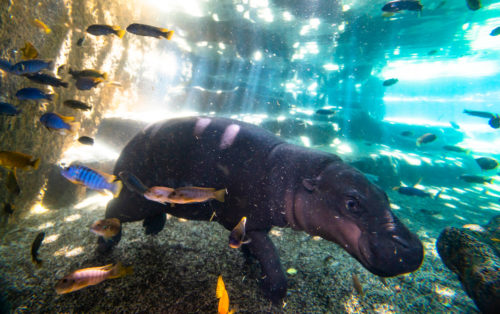 Loro Parque-világ-legjobb-állat-növényparkja-belépő