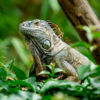 Loro Parque-világ-legjobb-állat-növényparkja-belépő