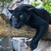 Loro Parque-világ-legjobb-állat-növényparkja-belépő