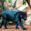 Loro Parque-világ-legjobb-állat-növényparkja-belépő