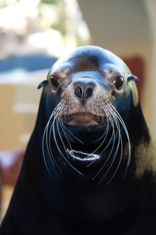 Loro Parque-világ-legjobb-állat-növényparkja-belépő