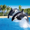 Loro Parque-világ-legjobb-állat-növényparkja-belépő