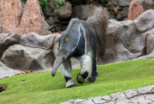 Loro Parque-világ-legjobb-állat-növényparkja-belépő