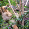 Loro Parque-világ-legjobb-állat-növényparkja-belépő