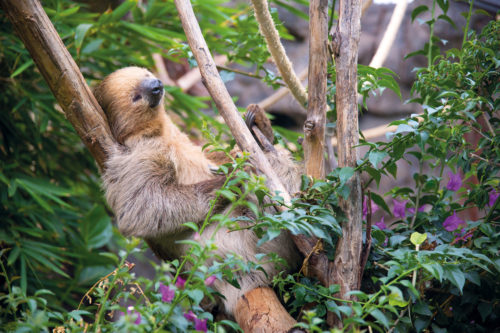 Loro Parque-világ-legjobb-állat-növényparkja-belépő