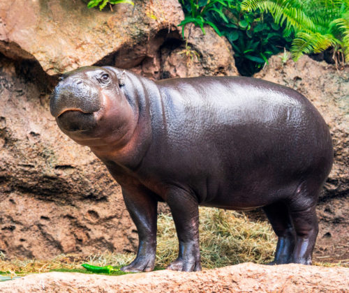 Loro Parque-világ-legjobb-állat-növényparkja-belépő