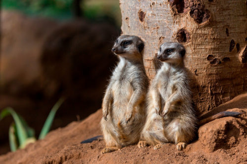 Loro Parque-világ-legjobb-állat-növényparkja-belépő
