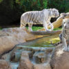 Loro Parque-világ-legjobb-állat-növényparkja-belépő