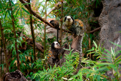 Loro Parque-világ-legjobb-állat-növényparkja-belépő