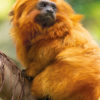 Loro Parque-világ-legjobb-állat-növényparkja-belépő