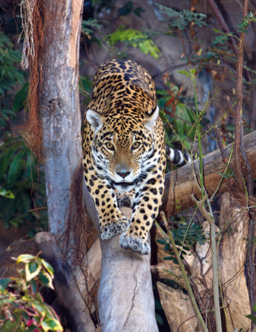 Loro Parque-világ-legjobb-állat-növényparkja-belépő