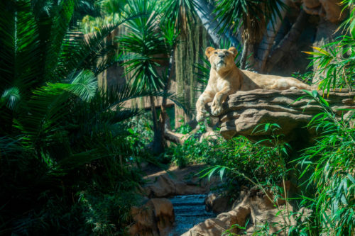 Loro Parque-világ-legjobb-állat-növényparkja-belépő