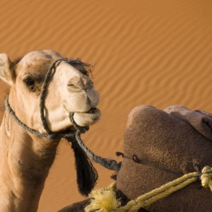 Tevegelés-Maspalomas-dűnéi-között