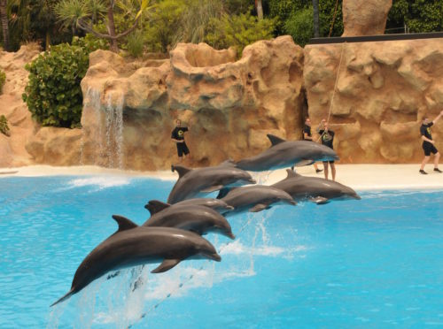 Twin ticket Siam park Loro Parque Tenerife