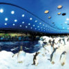 Twin ticket Siam park Loro Parque Tenerife