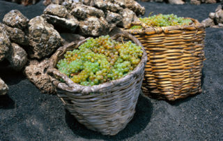 bor-borászat-bodega-kanári-szigetek-2