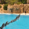 loro-park-tenerife
