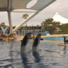 loro-park-tenerife
