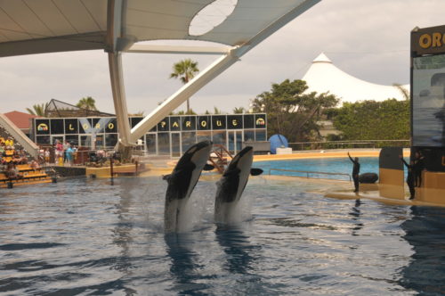 loro-park-tenerife