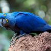 loro-park-tenerife