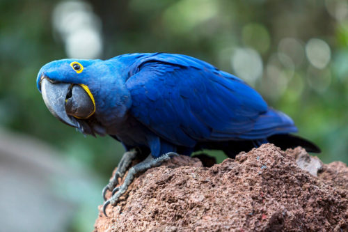 loro-park-tenerife