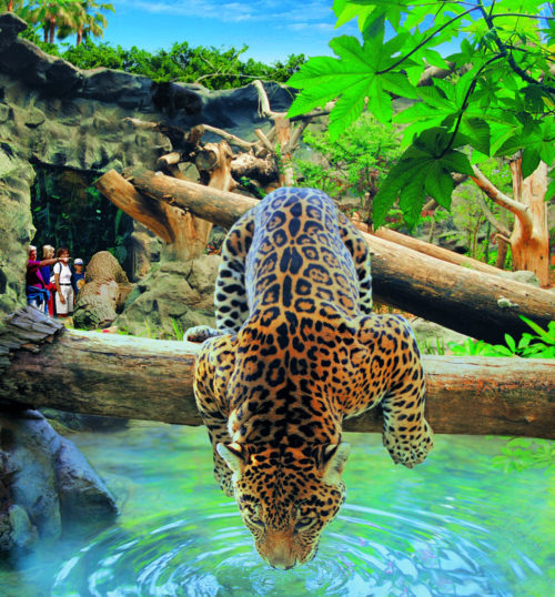 loro-park-tenerife