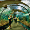 loro-park-tenerife