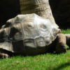 loro-park-tenerife